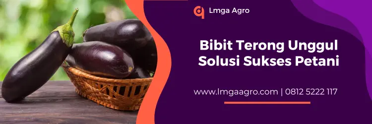 budidaya terong ungu, budidaya terong, cara menanam terong, terong hijau panjang, jual bibit terong terdekat, Lmga Agro