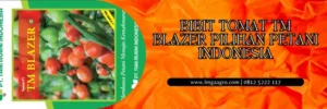 Budidaya tomat, cara menanam tomat, bibit tomat tm blazer, tanam tomat, tanaman tomat, LMGA AGRO