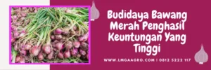 Pohon bawang merah, sanren f1, benih bawang merah sanren f1, proses pertumbuhan bawang merah, fungsi bawang merah