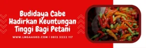 Cabe terpedas, cara tanam cabe, kebun cabe, modal tanam cabe 1 hektar, tanaman cabe keriting, Lmga Agro