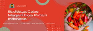 Fungisida untuk cabe, fungisida untuk busuk batang cabe, budidaya cabe, pohon cabe, cara menanam cabe, LMGA AGRO