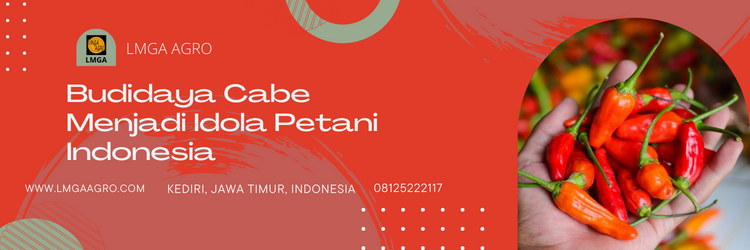 Fungisida untuk cabe, fungisida untuk busuk batang cabe, budidaya cabe, pohon cabe, cara menanam cabe, LMGA AGRO