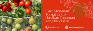 pupuk organik, jenis pupuk, buah tomat, pupuk tomat fase generatif, fungsi pupuk, LMGA AGRO