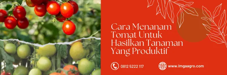 pupuk organik, jenis pupuk, buah tomat, pupuk tomat fase generatif, fungsi pupuk, LMGA AGRO