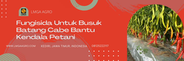 Fungisida untuk cabe, fungisida untuk busuk batang cabe, budidaya cabe, pohon cabe, cara menanam cabe, LMGA AGRO