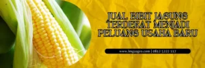 Cara menanam jagung, jarak tanam jagung, budidaya jagung, jual bibit jagung terdekat, bibit jagung tahan kemarau
