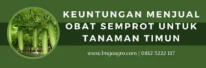 Pestisida untuk timun, tanam timun, pohon timun, budidaya timun, obat semprot untuk tanaman timun, LMGA AGRO