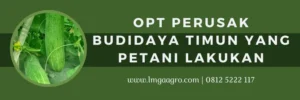 Pestisida untuk timun, tanam timun, pohon timun, budidaya timun, obat semprot untuk tanaman timun, LMGA AGRO