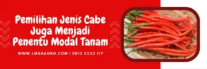 Cabe terpedas, cara tanam cabe, kebun cabe, modal tanam cabe 1 hektar, tanaman cabe keriting, Lmga Agro