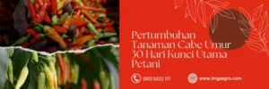 Cabe terpedas, cara tanam cabe, kebun cabe, tanaman cabe umur 30 hari, tanaman cabe keriting, Lmga Agro