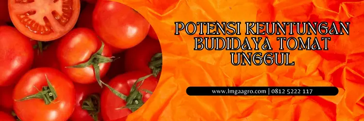 Budidaya tomat, cara menanam tomat, bibit tomat tm blazer, tanam tomat, tanaman tomat, LMGA AGRO