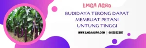 jarak tanam terong, tanaman terong, jarak tanaman terong ungu, umur tanaman terong, LMGA AGRO