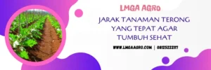 jarak tanam terong, tanaman terong, jarak tanaman terong ungu, umur tanaman terong, LMGA AGRO