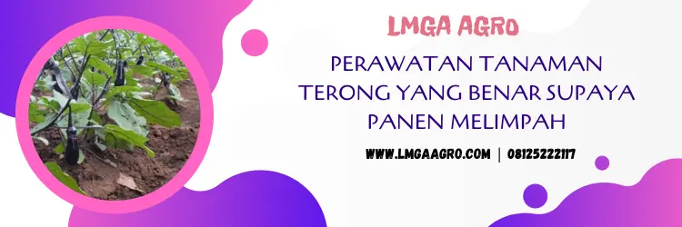 jarak tanam terong, tanaman terong, jarak tanaman terong ungu, umur tanaman terong, LMGA AGRO