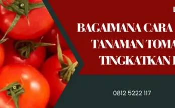 Pohon tomat, bagaimana cara merawat tanaman tomat, tanam tomat, budidaya tomat, sayur tomat, LMGA AGRO