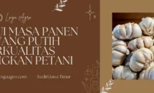 Budidaya bawang putih, tumbuhan bawang putih, masa panen bawang putih, menanam bawang putih, cara tanam bawang putih, Lmga Agro