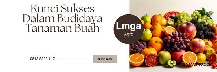 Tanaman buah, budidaya, jual bibit buah, tempat jual bibit buah terdekat, pohon buah, Lmga Agro