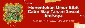 Cabai hibrida, budidaya cabe, umur bibit cabe siap tanam, bibit cabe, menanam cabai, LMGA AGRO
