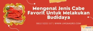 Hasil tanam cabe 1000 batang , cabai merah besar, budidaya cabe, cara menanam cabe, bibit cabe, lmga agro