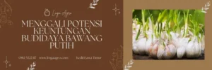 Budidaya bawang putih, tumbuhan bawang putih, masa panen bawang putih, menanam bawang putih, cara tanam bawang putih, Lmga Agro