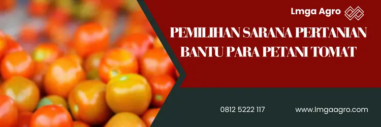 Pohon tomat, bagaimana cara merawat tanaman tomat, tanam tomat, budidaya tomat, sayur tomat, LMGA AGRO