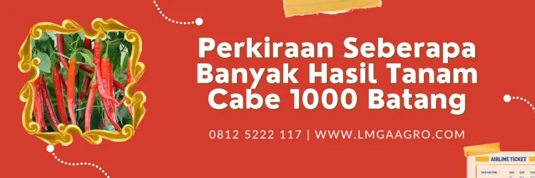 Jual Benih Cabe Istimewa Kualitasnya Harga Terjangkau | LMGA AGRO Hasil tanam cabe 1000 batang , cabai merah besar, budidaya cabe, cara menanam cabe, bibit cabe, lmga agro