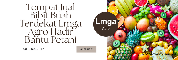 Tanaman buah, budidaya, jual bibit buah, tempat jual bibit buah terdekat, pohon buah, Lmga Agro