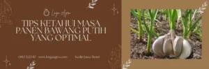 Budidaya bawang putih, tumbuhan bawang putih, masa panen bawang putih, menanam bawang putih, cara tanam bawang putih, Lmga Agro