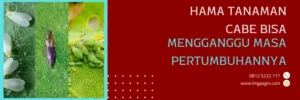 movento, movento insektisida, harga movento, movento bayer, Lmga Agro