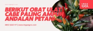 Obat ulat cabe paling ampuh, tanam cabe, cabai, contoh hama, racun hama, lmga agro