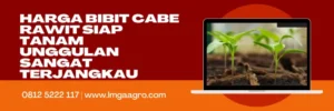 Tanam cabai, pohon cabe, tanaman cabe, harga bibit cabe rawit siap tanam, jual bibit cabe rawit, lmga agro