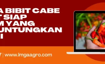 Tanam cabai, pohon cabe, tanaman cabe, harga bibit cabe rawit siap tanam, jual bibit cabe rawit, lmga agro