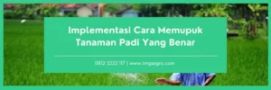 Jenis-jenis pupuk, harga pupuk, penanaman padi, cara memupuk padi yang benar, pertanian padi, Lmga Agro