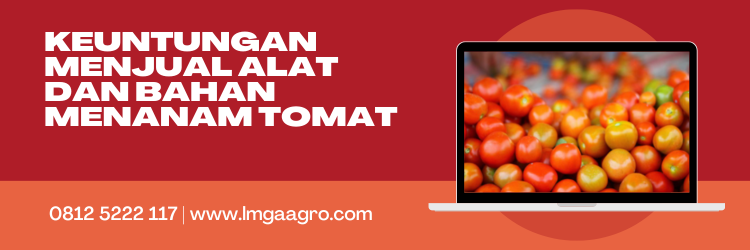 Cara merawat tomat, tanam tomat, budidaya tomat, cara menyemai tomat, alat dan bahan menanam tomat, LMGA AGRO