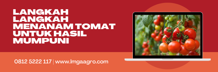 Cara merawat tomat, tanam tomat, budidaya tomat, cara menyemai tomat, alat dan bahan menanam tomat, LMGA AGRO