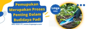 Jenis-jenis pupuk, npk, penanaman padi, waktu aplikasi pupuk npk mutiara untuk padi , unsur npk, Lmga Agro