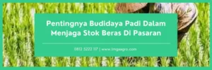 Jenis-jenis pupuk, harga pupuk, penanaman padi, cara memupuk padi yang benar, pertanian padi, Lmga Agro