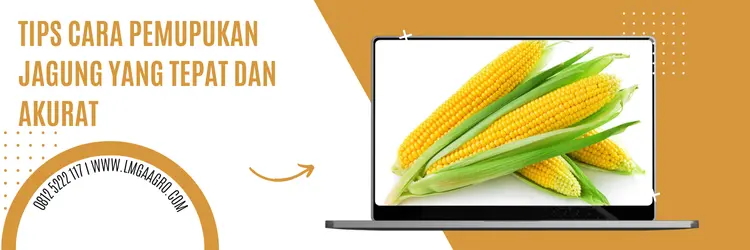 Pupuk organik adalah, cara pemupukan jagung yang tepat, budidaya jagung, jarak tanam jagung manis, pertanian jagung, Lmga Agro