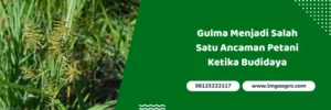 noxone, noxone herbisida, dosis noxone per tangki, harga herbisida noxone, Lmga Agro