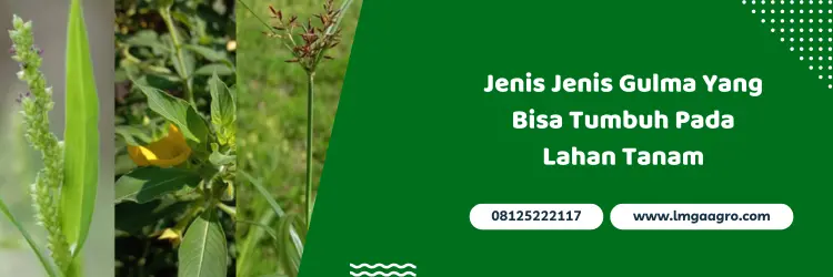 noxone, noxone herbisida, dosis noxone per tangki, harga herbisida noxone, Lmga Agro