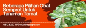 Tanam tomat, budidaya tomat, obat semprot untuk tanaman tomat, hama tanaman tomat, hama tomat, lmga agro