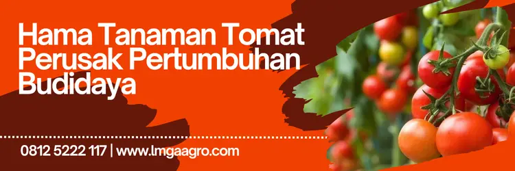 Tanam tomat, budidaya tomat, obat semprot untuk tanaman tomat, hama tanaman tomat, hama tomat, lmga agro