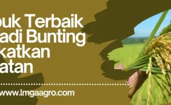 Jenis-jenis pupuk, harga pupuk, penanaman padi, pupuk terbaik untuk padi bunting, pertanian padi, Lmga Agro