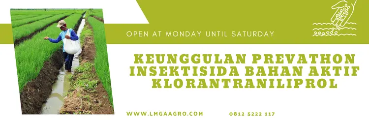 Budidaya sayur, teknik budidaya tanaman, obat insektisida, obat prevathon, prevathon insektisida bahan aktif, Lmga Agro