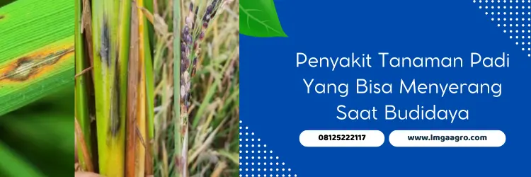 folicur, folicur fungisida, harga folicur, manfaat fungisida folicur, Lmga Agro