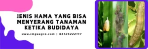 harga furadan 1kg, furadan 1kg, racun furadan, harga furadan, Lmga Agro