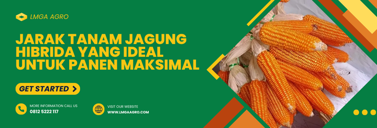 Budidaya jagung, jagung hibrida, jarak tanam jagung hibrida yang ideal, pertanian jagung, penanaman jagung, lmga agro