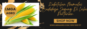 Pohon jagung, bibit jagung nk terbaik, benih jagung nk, benih jagung nk terbaru, umur jagung siap panen, Lmga Agro
