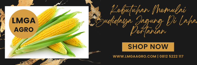 Pohon jagung, bibit jagung nk terbaik, benih jagung nk, benih jagung nk terbaru, umur jagung siap panen, Lmga Agro