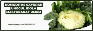 Budidaya tanaman sayur, sayur hijau, jenis sayuran, macam sayuran, tahapan budidaya tanaman sayur, menanam sayuran, Lmga Agro